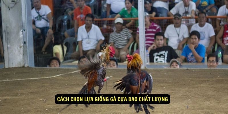 Cach chon lua giong ga cua dao chat luong
